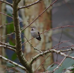 Calypte anna