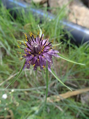 Tragopogon porrifolius