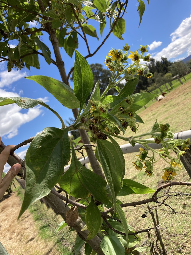 Smallanthus pyramidalis from Villa De San Diego De Ubate, Cundinamarca ...