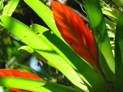 Tillandsia multicaulis