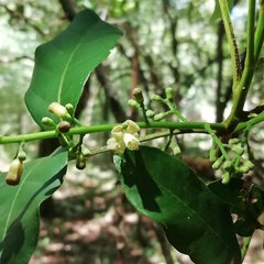Guarea macrophylla