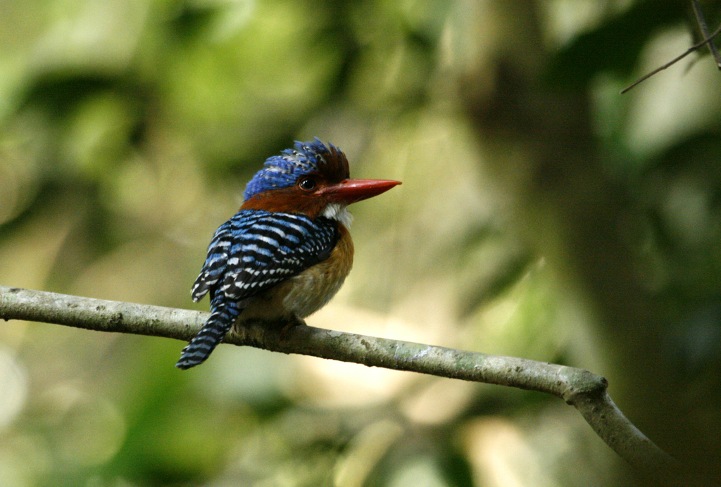 Banded Kingfisher