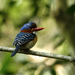 Banded Kingfisher - Photo (c) Xavier Rufray, some rights reserved (CC BY-NC), uploaded by Xavier Rufray