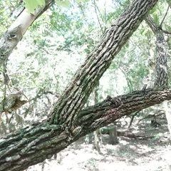 Guarea macrophylla