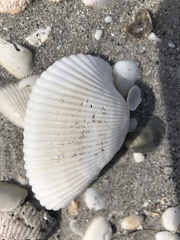 Anadara secticostata