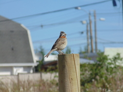 Zonotrichia capensis chilensis