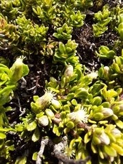 Baccharis magellanica