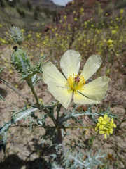 Argemone ochroleuca