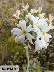 Primula magellanica