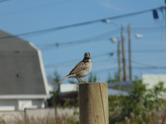 Zonotrichia capensis chilensis