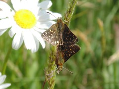 Butleria elwesi