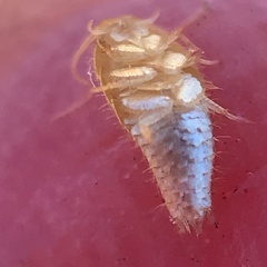 Atelurinae