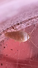 Atelurinae