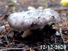 Entoloma bloxamii