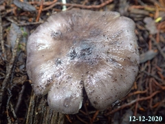Entoloma bloxamii