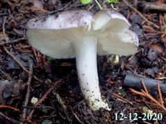 Entoloma bloxamii