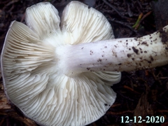 Entoloma bloxamii