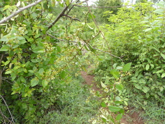 Ichnocarpus frutescens