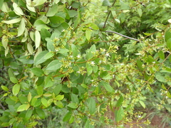 Ichnocarpus frutescens