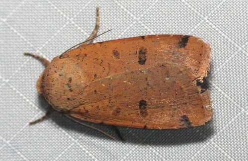 Abagrotis cupida Grote, 1865
