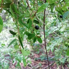 Chrysophyllum marginatum