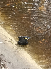 Turdus merula
