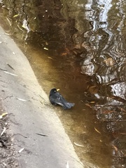 Turdus merula