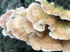 Cerrena zonata