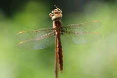 Neurocordulia molesta