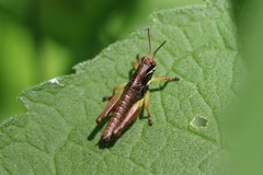 Melanoplus gracilis