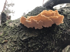 Cerrena zonata