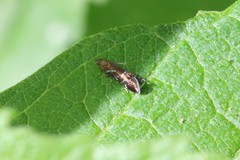 Strobisia proserpinella