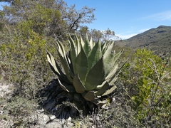 Agave scaposa