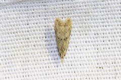 Dichomeris punctipennella