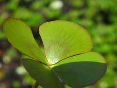 Marsilea mutica