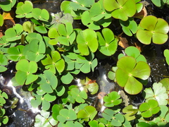 Marsilea mutica
