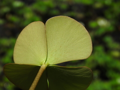 Marsilea mutica