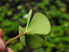 Marsilea mutica