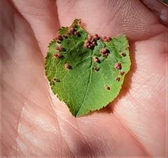 Eriophyes amelanchieri