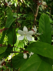 Ajugoideae