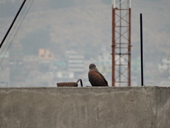 Parabuteo unicinctus