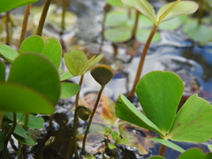 Marsilea mutica
