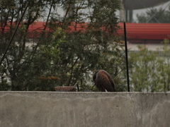 Parabuteo unicinctus