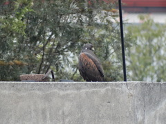 Parabuteo unicinctus