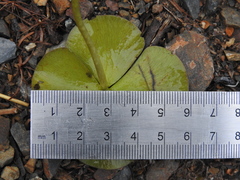 Marsilea mutica