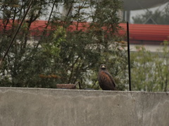 Parabuteo unicinctus