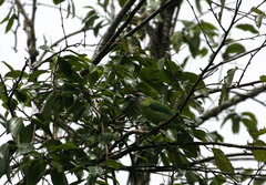 Psilopogon franklinii