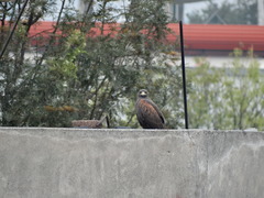 Parabuteo unicinctus