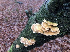 Cerrena zonata