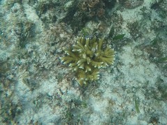 Acropora prolifera